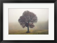 Tree In The Mist Fine Art Print