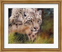 Snow Leopard 4 Fine Art Print