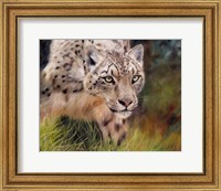 Snow Leopard 4 Fine Art Print