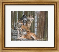 Four Wolves Fine Art Print
