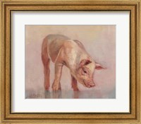 Little Pig Fine Art Print