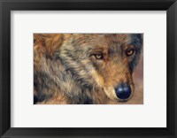 Wolf Portrait Fine Art Print