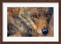 Wolf Portrait Fine Art Print