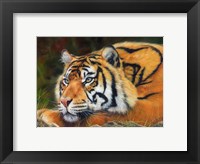 Sumatran Tiger Resting Fine Art Print