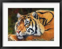 Sumatran Tiger Resting Fine Art Print