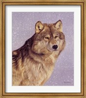 Wolfportraitsnow.Jpg Fine Art Print