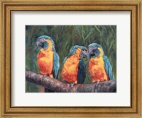 3 Macaws Fine Art Print