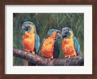 3 Macaws Fine Art Print