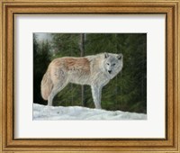 Grey Wolf In Snow Fine Art Print