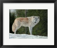 Grey Wolf In Snow Fine Art Print