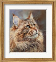 Maincoon Cat Fine Art Print