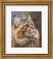 Maincoon Cat Fine Art Print