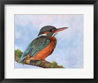 Kingfisher 2 Fine Art Print