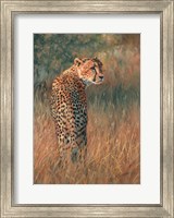 Cheetah In Field Fine Art Print