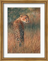 Cheetah In Field Fine Art Print