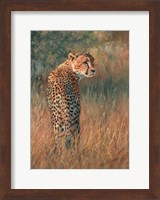 Cheetah In Field Fine Art Print