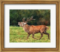 Red Deer Stag Running Fine Art Print
