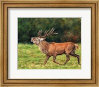 Red Deer Stag Running Fine Art Print