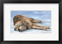 Wolf Laying In Snow Fine Art Print
