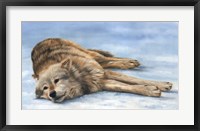 Wolf Laying In Snow Fine Art Print