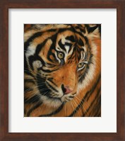 Tiger Portrait 3 Fine Art Print