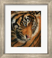 Tiger Portrait 3 Fine Art Print