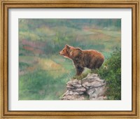 European Brown Bear Fine Art Print