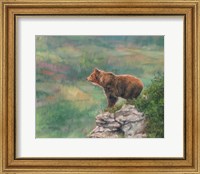 European Brown Bear Fine Art Print