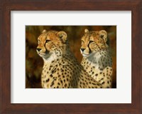 Cheetah Bros Fine Art Print