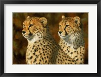 Cheetah Bros Fine Art Print