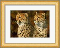 Cheetah Bros Fine Art Print