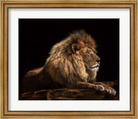 Golden Lion Fine Art Print