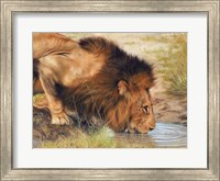 Lion Drinking Fine Art Print