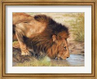 Lion Drinking Fine Art Print