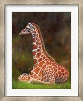 Giraffe Resting Fine Art Print
