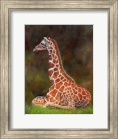 Giraffe Resting Fine Art Print