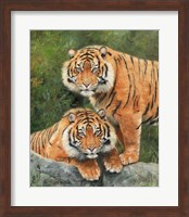 Pair Of Sumatran Tigers Fine Art Print
