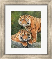 Pair Of Sumatran Tigers Fine Art Print