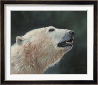 Polar Bear Portrait Fine Art Print
