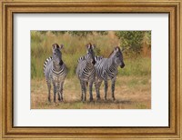 Three Zebras South Luangwa Fine Art Print