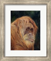 Orangutan Fine Art Print