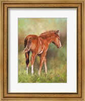 Foal In Sunshine Fine Art Print