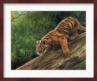 Tiger In Tree Fine Art Print