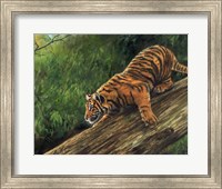 Tiger In Tree Fine Art Print