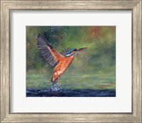 Kingfisher Fine Art Print