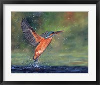 Kingfisher Fine Art Print