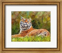 Tiger Study 12 Fine Art Print