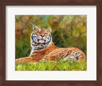 Tiger Study 12 Fine Art Print
