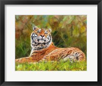 Tiger Study 12 Fine Art Print