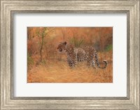 Leopard In The African Bush 2 Fine Art Print